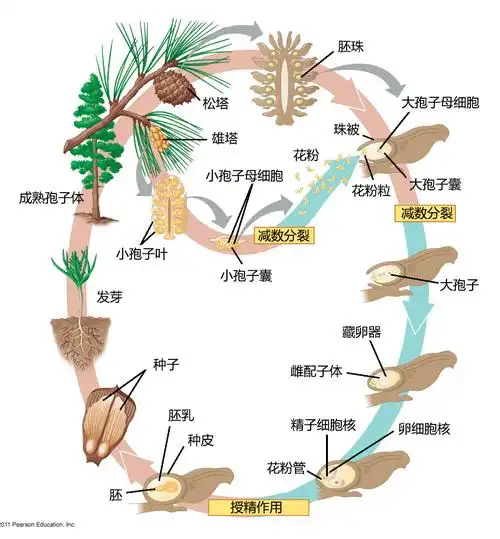 以松树为例的裸子植物生命史