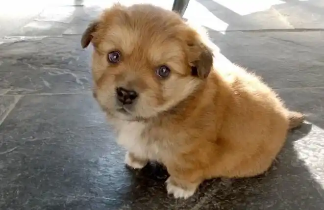 哪些小土狗长不大