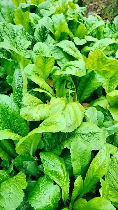 云南青菜萝卜就是不一样9191