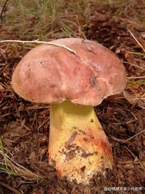 红伞伞,白杆杆吃了躺板板,这句顺口溜说的是云南的野生菌,今天我就来