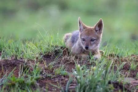 孤独的黑背豺狼幼崽站在矮绿色的草丛里对前男友说照片