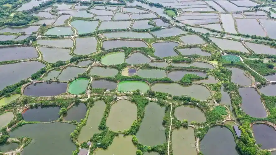 夏日桑基鱼塘美如画