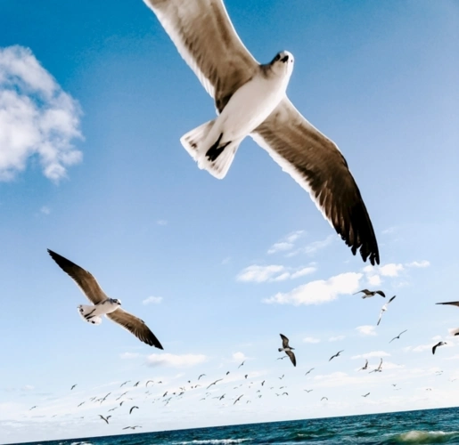 这是勇敢的海燕,在怒吼的大海上,在闪电中间,高傲地飞翔;这是胜利的