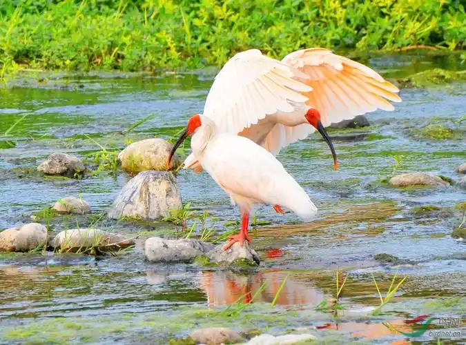 朱鹮- 尼康专栏 鸟网