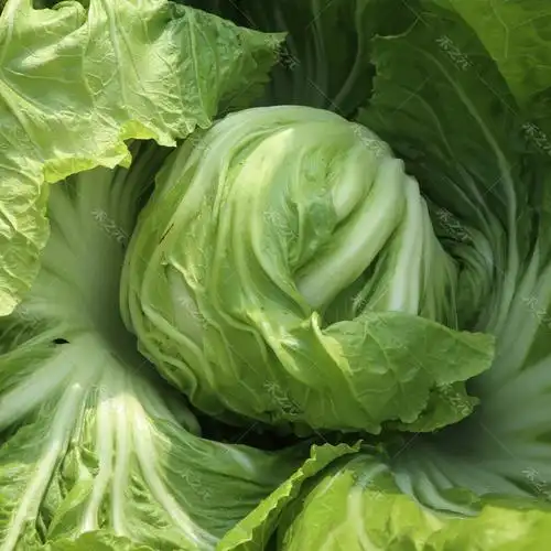 水东芥菜卷心大芥菜种子蔬菜四季播春菜种籽种孑秋冬季蔬菜种子