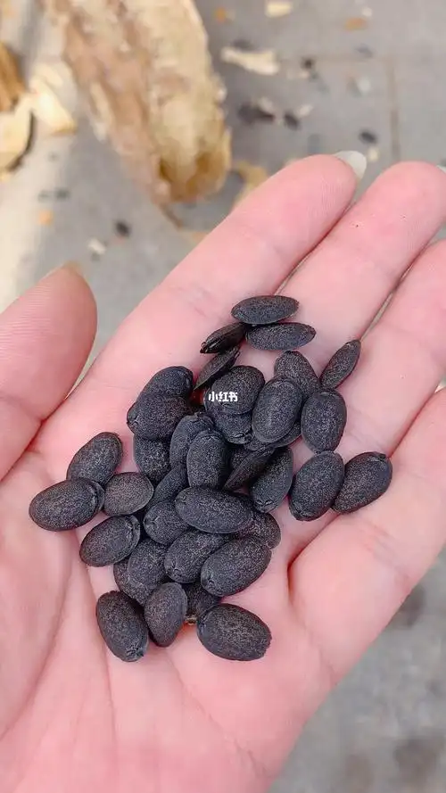 丝瓜种子