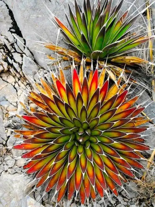 荒野龙舌兰霸气威武