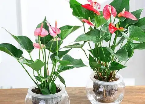 一帆风顺花可以水养吗