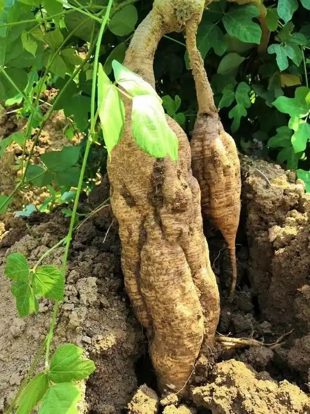 天然的雌激素葛根