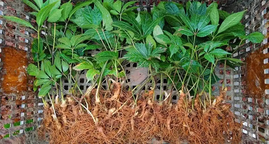 通过土地流转等方式,在杨家祠村示范种植三七150亩,奋力打造特色增收