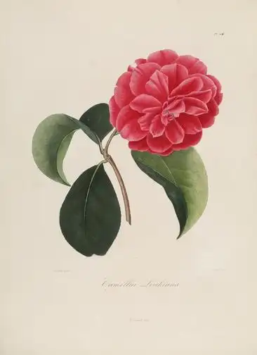 茶花复古手绘无框画4