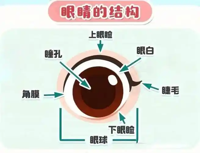 【儿童友好】让"视"界充满爱——爱眼护眼主题活动_眼睛_幼儿_明亮