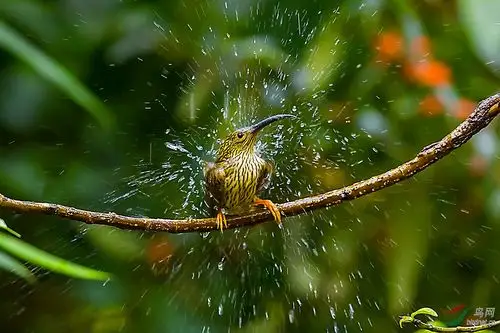 沐浴- 摄影师版 鸟网
