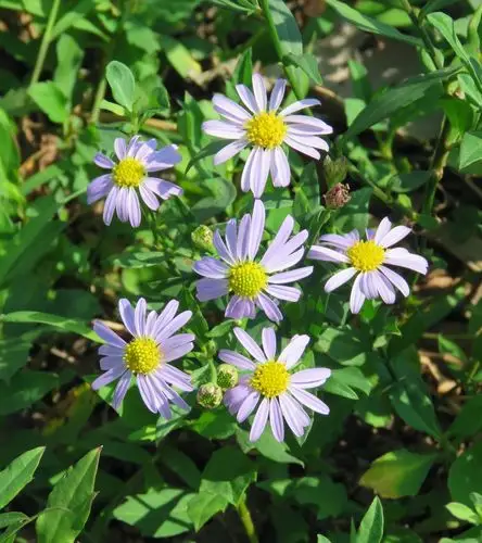 随拍花卉1500种(13)[本集100种]