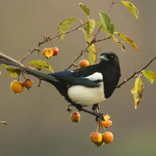 2 四个喜鹊和一个葬礼