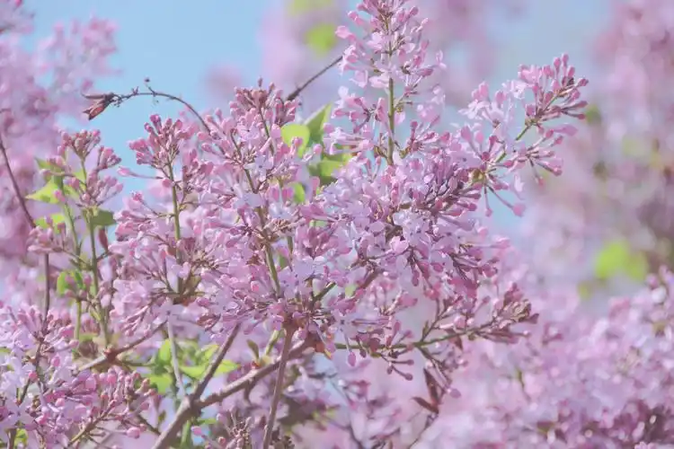 清香的紫丁香原创拍摄