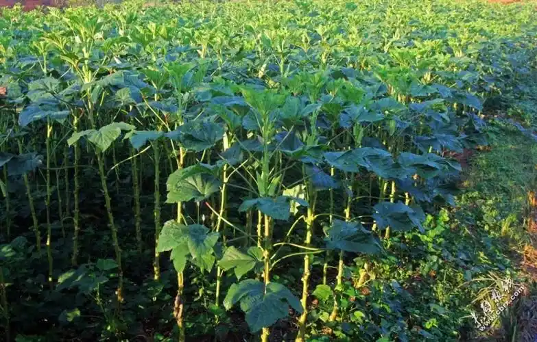 [作品交流] 大学生村官种植的黄秋葵