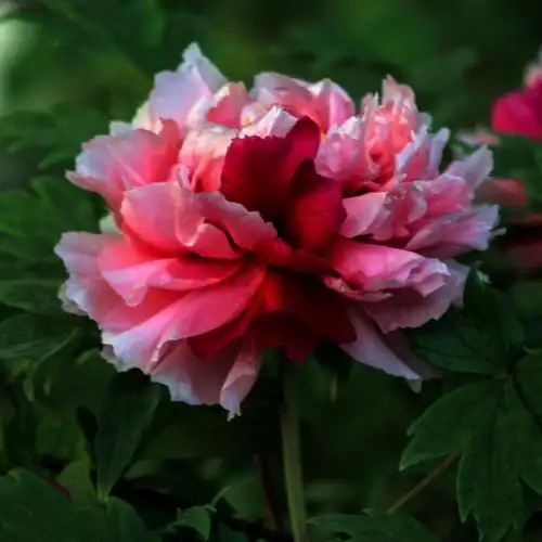 国色天香牡丹花