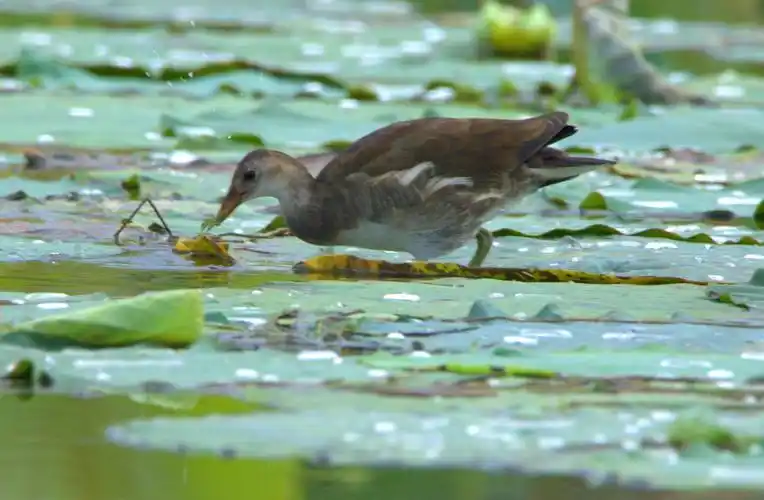 【黑水鸡亚成鸟3】