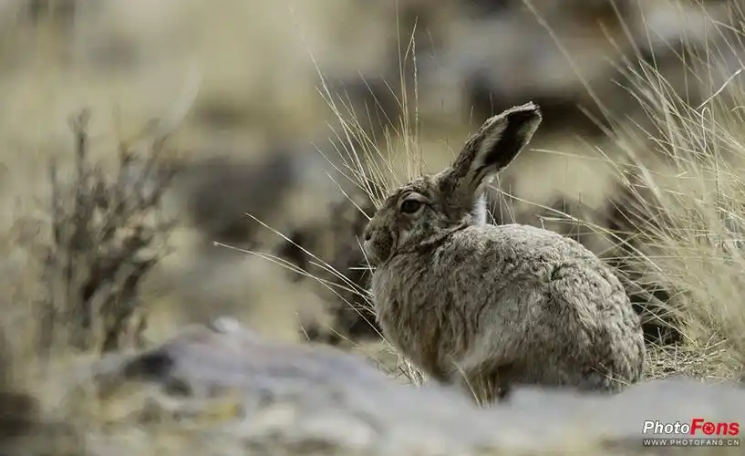 野兔随拍