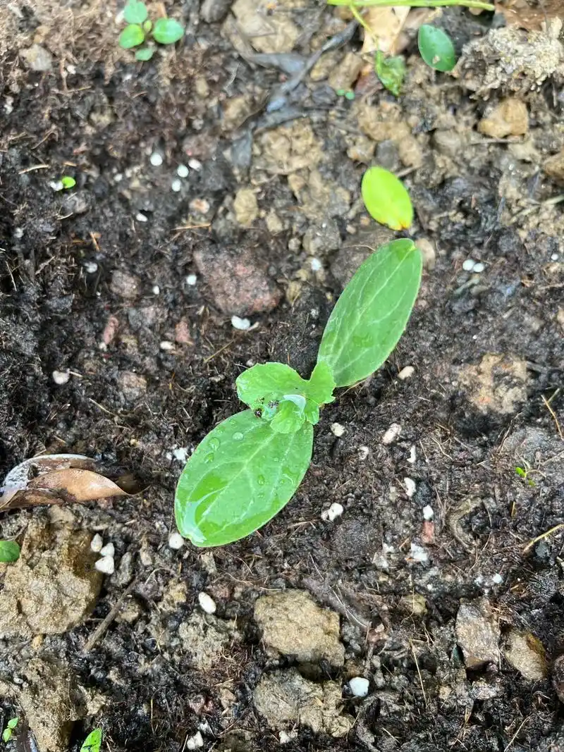 今天突然发现有两个小西瓜啦! - 抖音