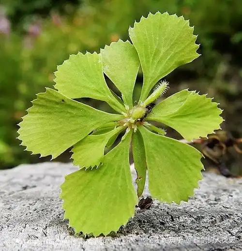 【植物界全系列】双子叶植物纲—毛茛目