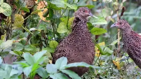 近距离拍到两只母野鸡寻食,4k高清真漂亮