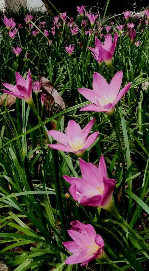 坚强勇敢地面对 写美篇        植株具地下鳞茎,叶线形,外观似韭菜