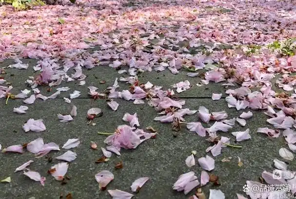 两首《落花》,第一首比喻生动,第二首充满禅意