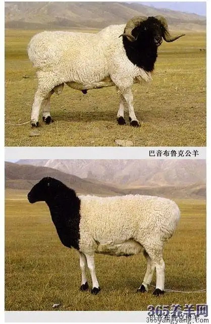 【巴音布鲁克羊】资料品种简介