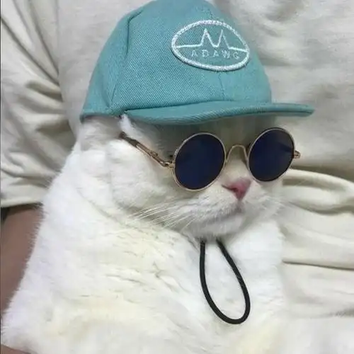 求戴眼镜猫猫头像
