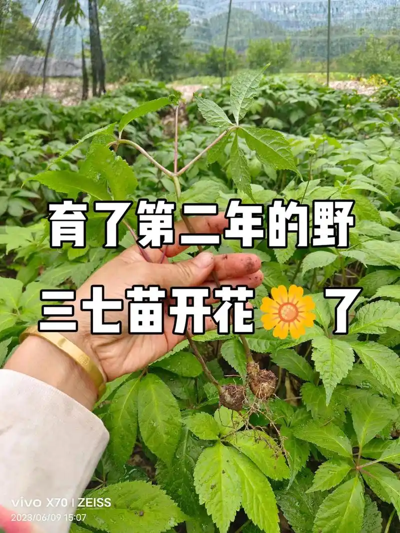 育了第二年的野三七苗就98 开花了#野生药材 - 抖音