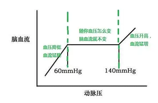 但是,脑动脉血管却也进化出了其"张弛"绝技——自动调节脑血流量!