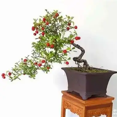 阳台小品盆景山里红生桩