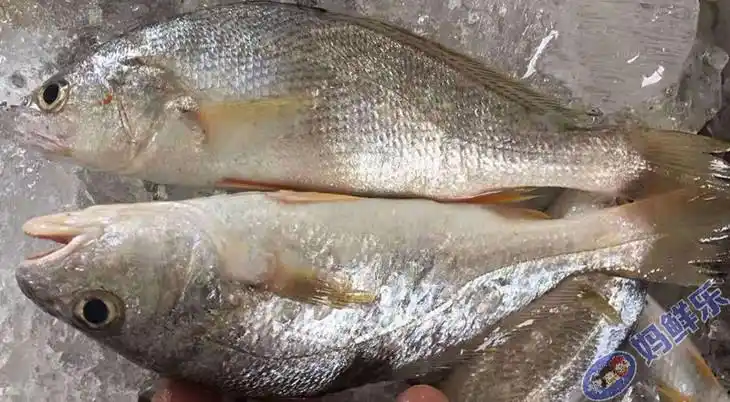【白花鱼】杀好急冻保鲜,28.8元/斤(每斤约5-7条)