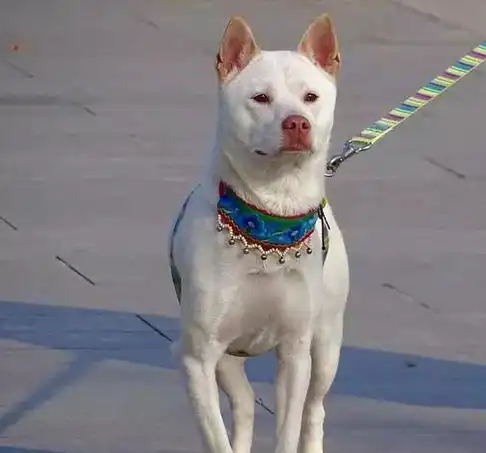 原创辟谣中华田园犬也能成警犬只因优点难以被繁殖继承而遭淘汰