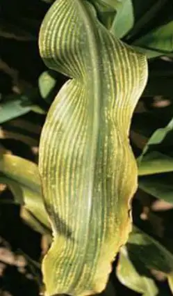 农作物缺素诊断及其防止