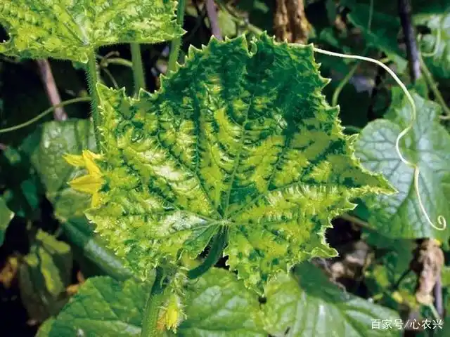 如何"安锌"的预防蔬菜病毒病