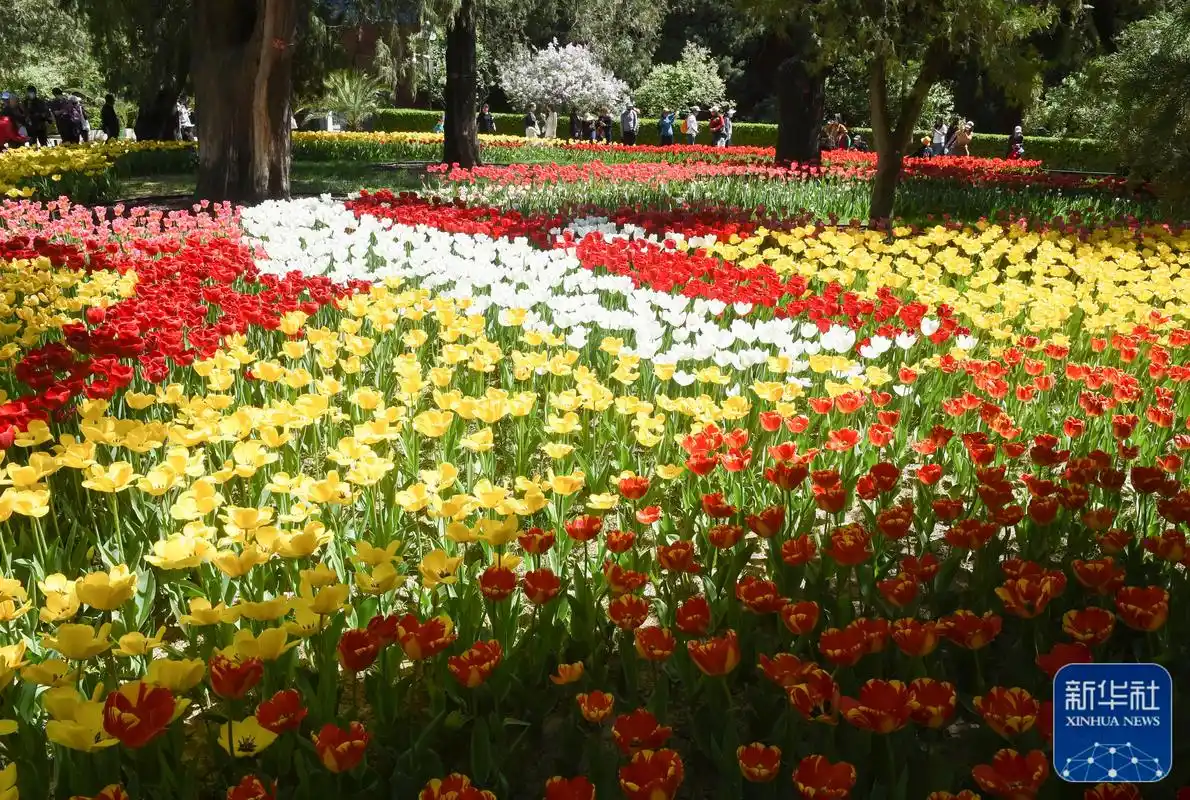 北京:中山公园郁金香花开正艳