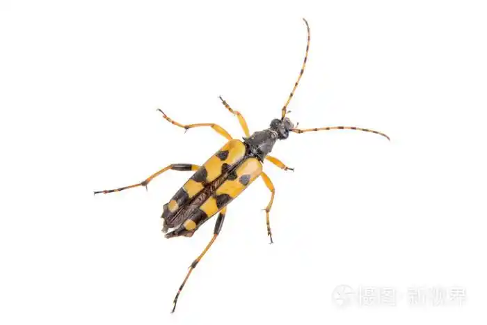 在白色背景上的黄色黑虫