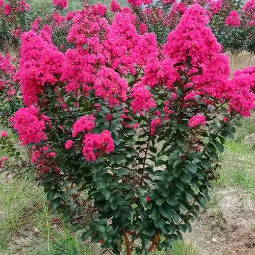 丛生紫薇紫薇种子