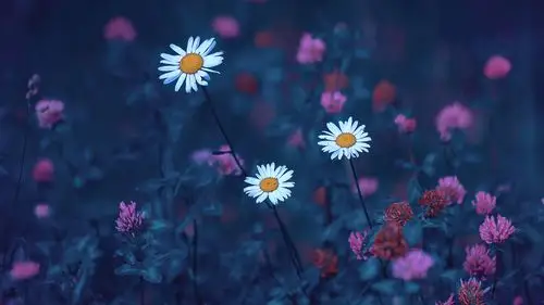 虽然雏菊只是一种平凡的野花,但是她自然,纯朴,阳光.