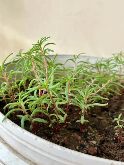 重瓣太阳花种子种了一个月多