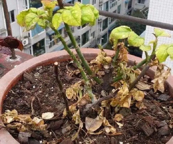 三伏天养花谁没空过盆?离家一个月阳台花草死大半怎么破?