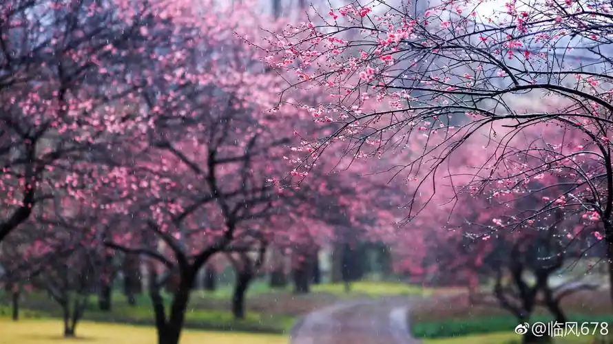 雨中漫步花海,灵峰探梅,梅花己经进入盛开期,赏花的朋友可以去啦