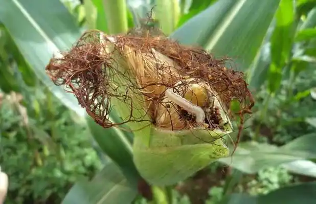 赤眼蜂如何防治玉米螟?