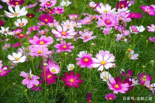 广州海珠湿地公园的那一片格桑花海,留给我美丽的回忆