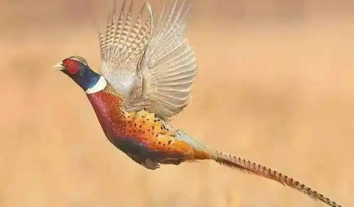 古人常说:上岸甲鱼莫伸手,下山野鸡不能追,背后原因富有智慧_谚语