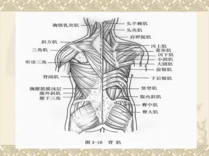 项背肌筋膜炎ppt课件