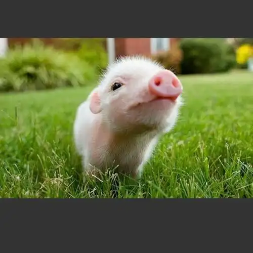 小小的鼻子可爱极了,好像小猪佩奇的鼻子粉粉的.